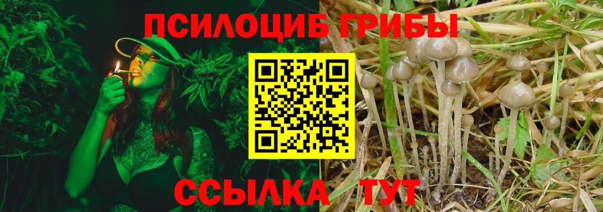 Елец  цена   Вход с VPN  Псилоцибиновые грибы прущие грибы 